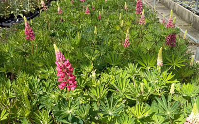 LUPINUS POLYPHYLLUS